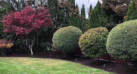Ornamental Tree Lovers Forum